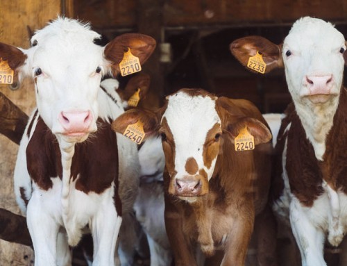 Dairy, health and greenhouse gasses