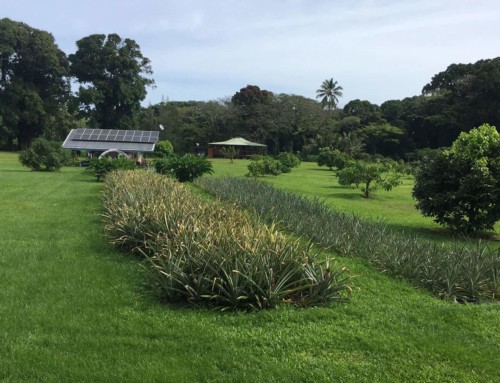 Join Lydia at a Hawaiian Sanctuary Detox Cleansing Retreat! For Singles, Couples and Small Groups!