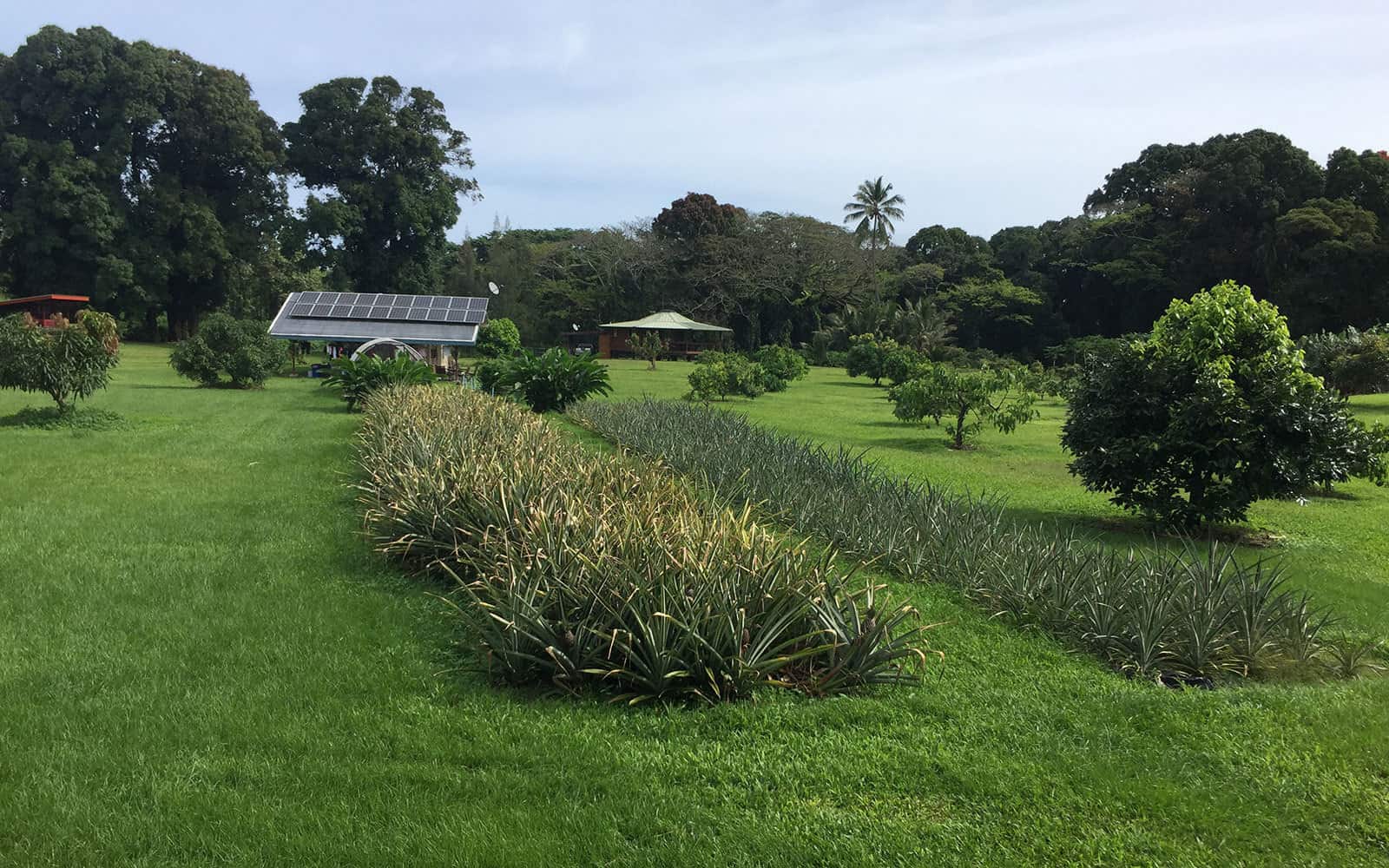 Hawaiian Sanctuary Detox Cleansing Retreat